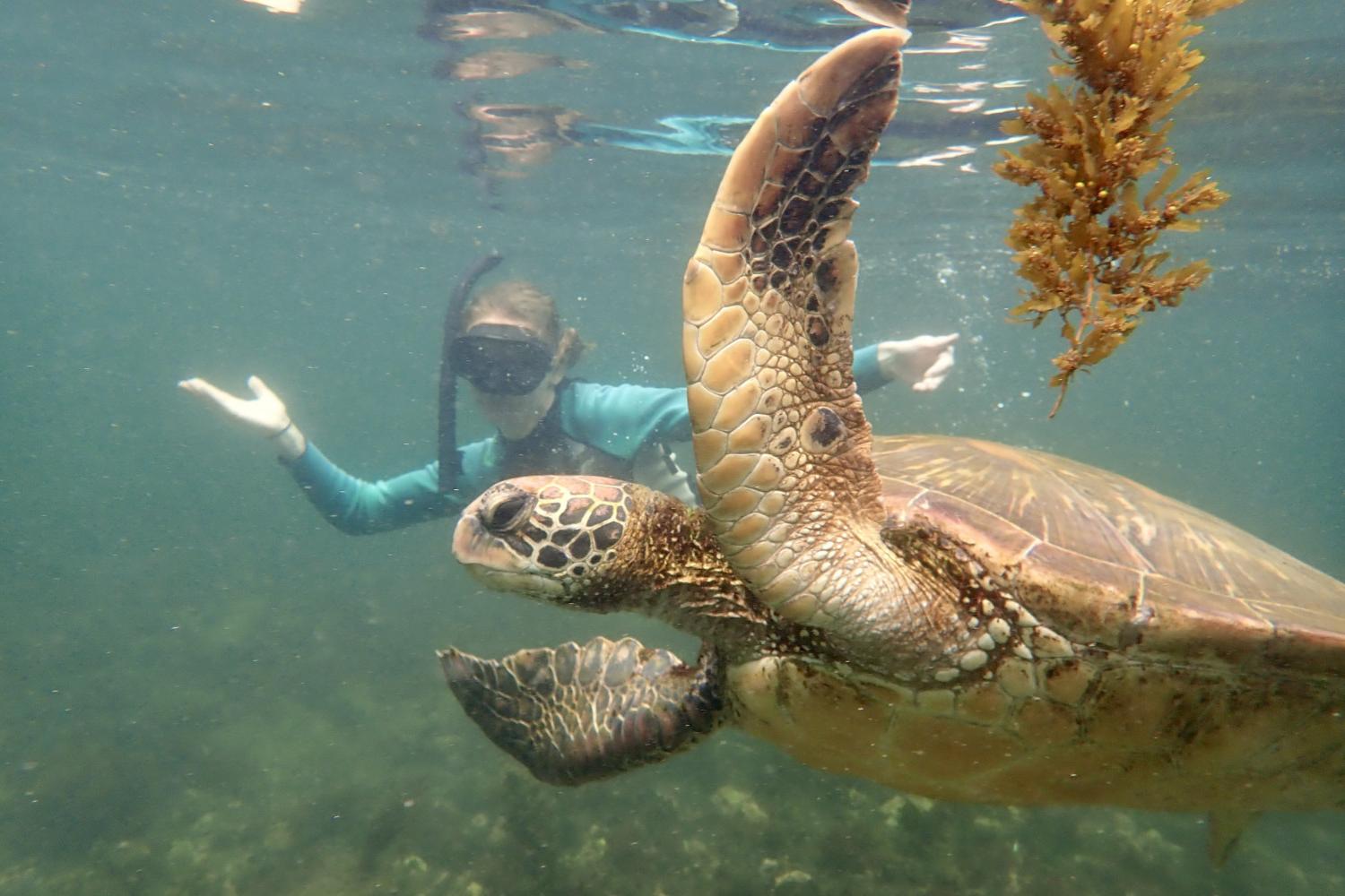 一名<a href='http://tau.ngskmc-eis.net'>bv伟德ios下载</a>学生在Galápagos群岛游学途中与一只巨龟游泳.